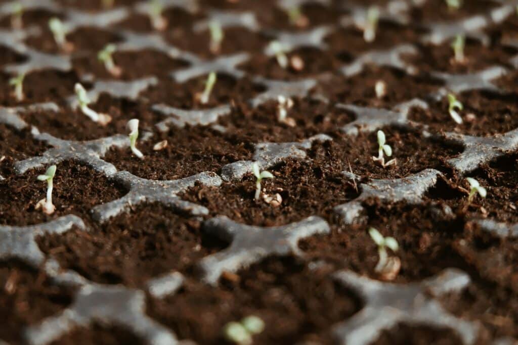 ACADÉMICA DA MADEIRA com nova atividade de reflorestação e educação ambiental