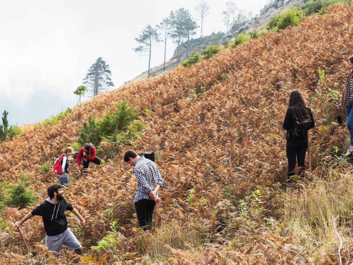 Voluntários portugueses e estrangeiros, ao abrigo do programa Erasmus+ e do Serviço de Voluntariado Europeu, durante uma ação de reflorestação, do programa YOU PRINT, WE PLANT, no Parque Ecológico do Funchal.