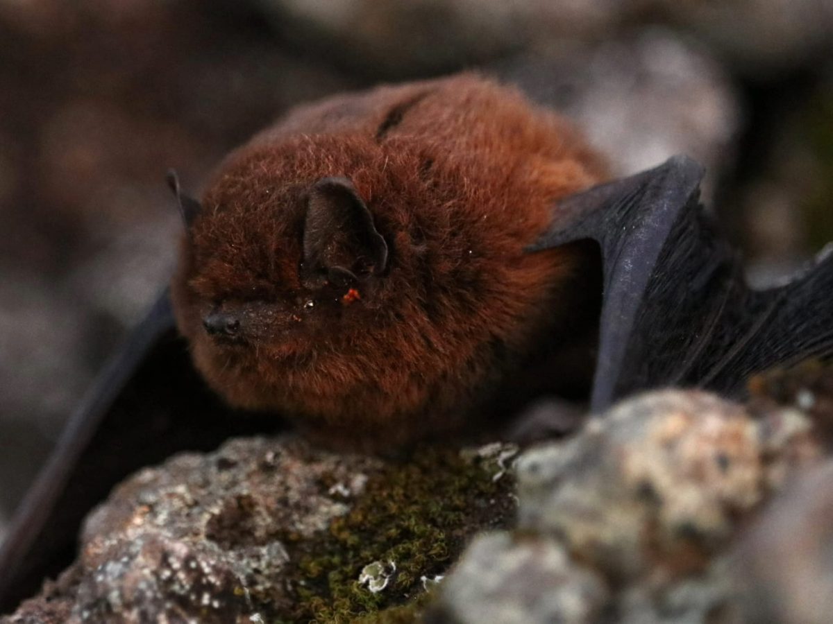Morcego-da-madeira, fotografado por Luís Berimbau.