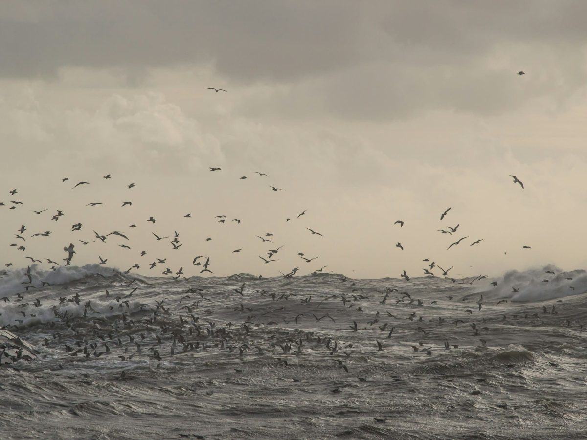 BioBlitz na Ponta de São Lourenço