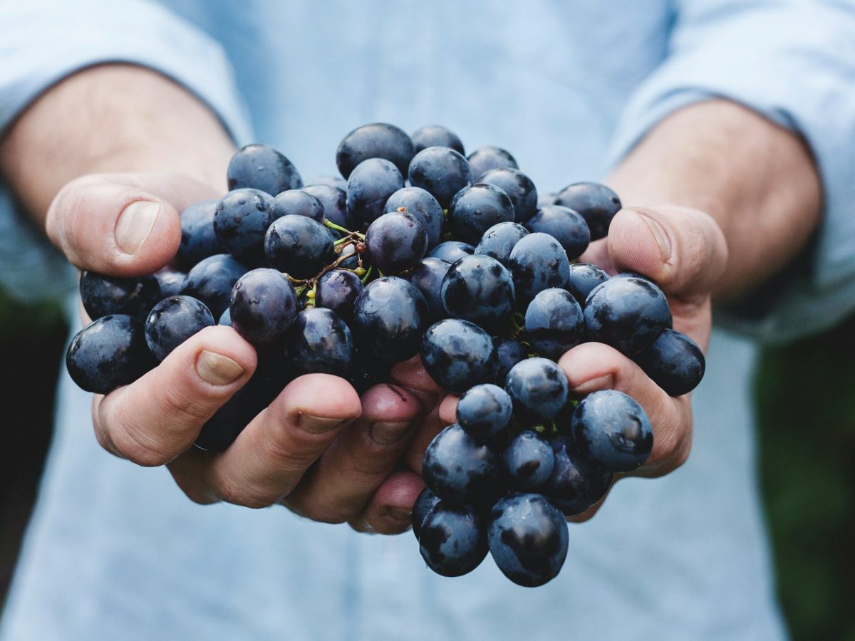 Universidade formaliza pedido para reconhecimento das tradições do Vinho Madeira