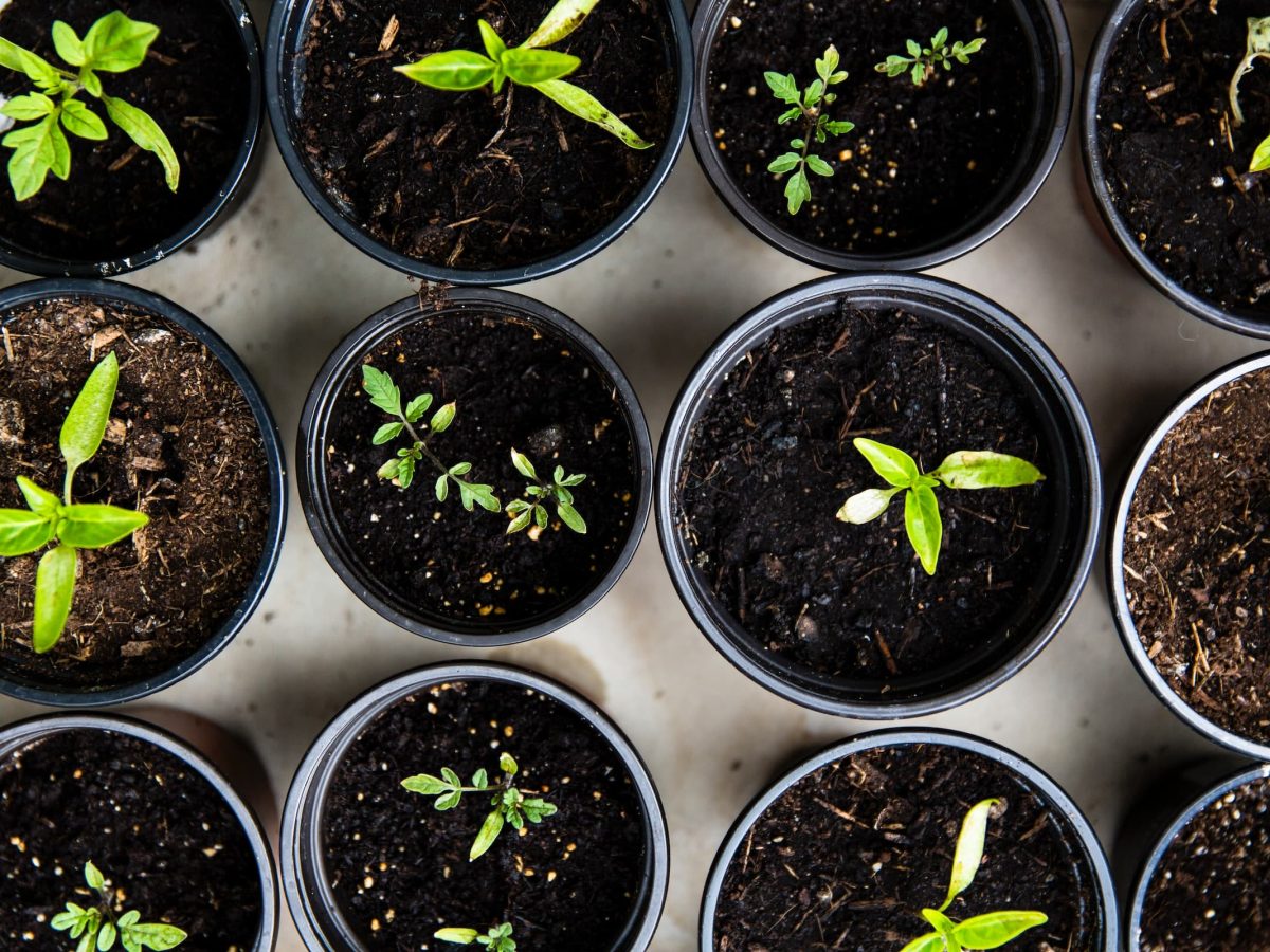 Plantação no Parque Ecológico promove sustentabilidade e envolvimento comunitário
