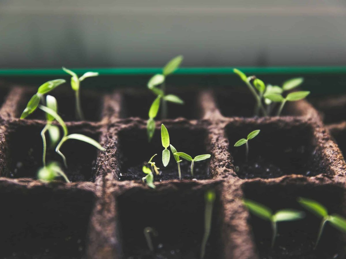 “Plantámos milhares de árvores para compensar as 281 que foram abatidas na UMa”. Há nova atividade em prol do ambiente agendada.
