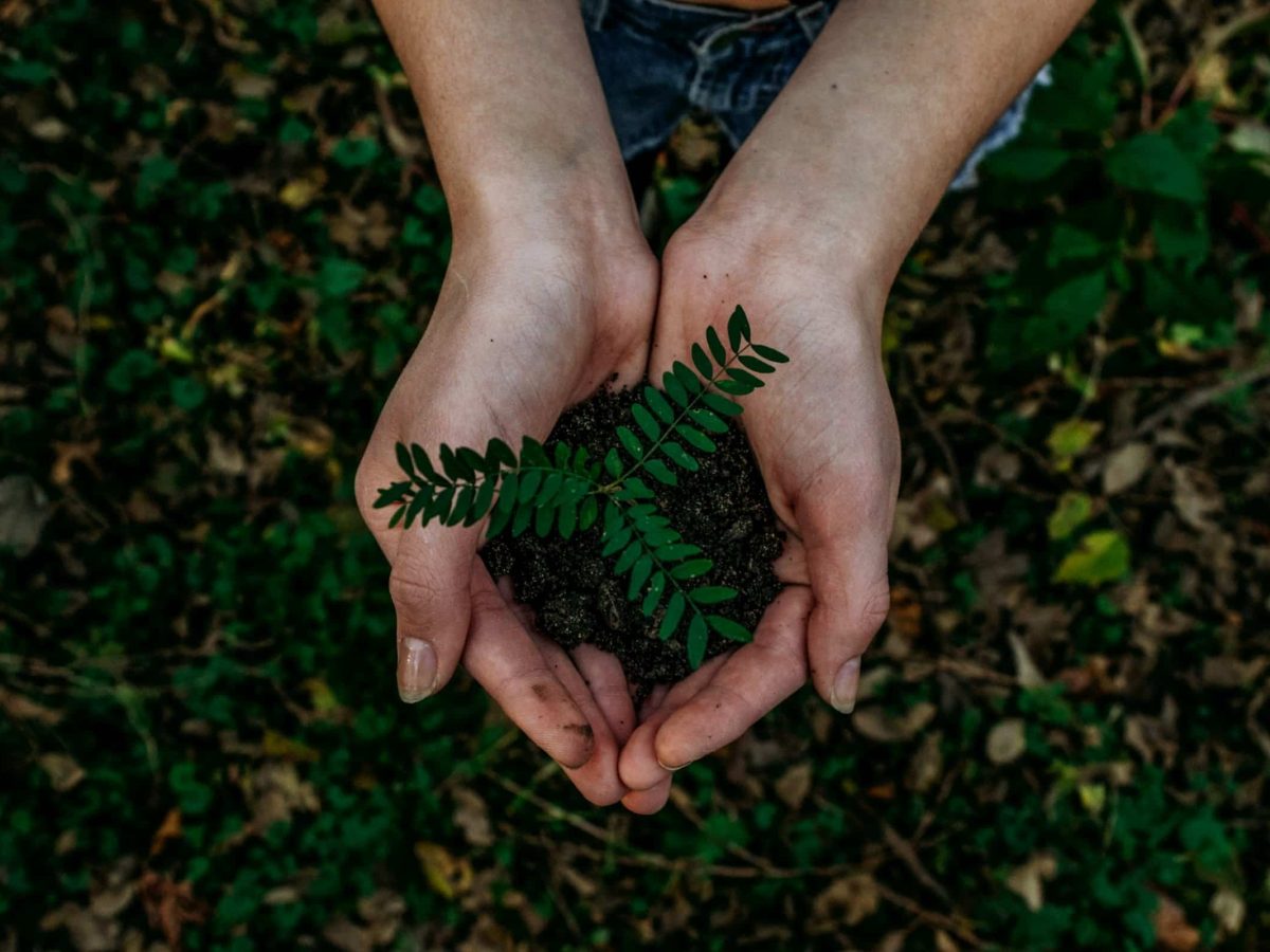 Jovens e crianças plantam perto de uma centena de plantas