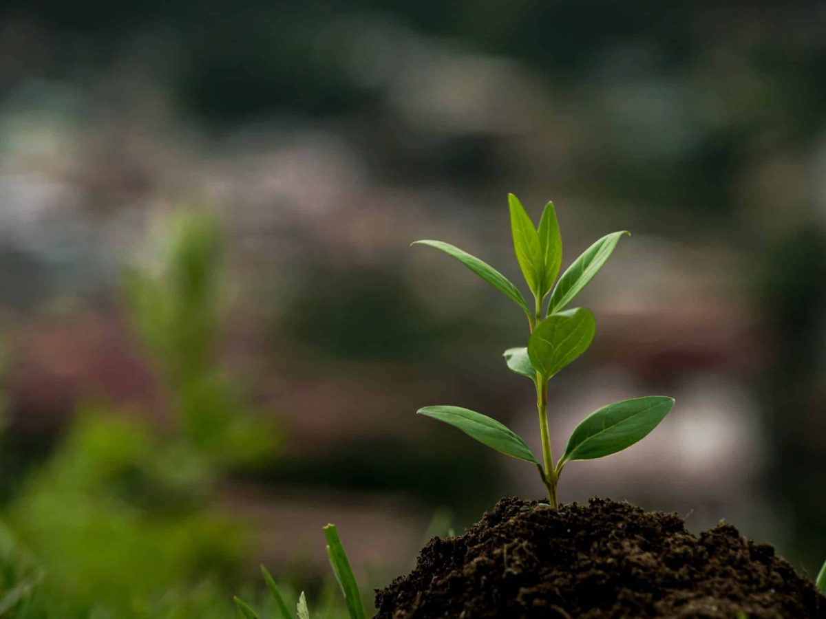 YOU PRINT, WE PLANT no Parque Ecológico