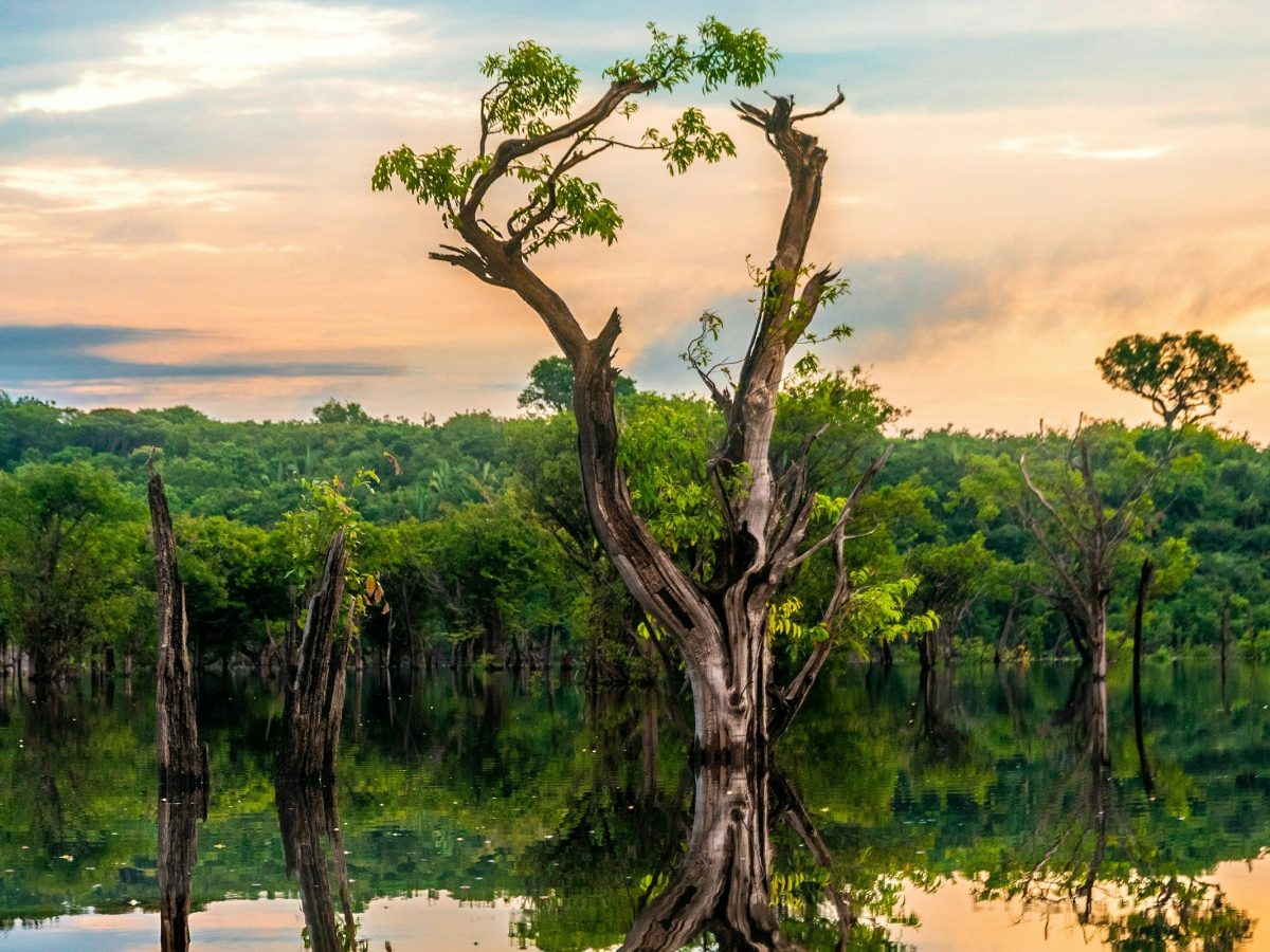 Cidades com 2500 anos na Amazónia